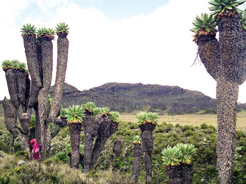 Jeannette stands among Giant Senecio trees on Kilimanjaro