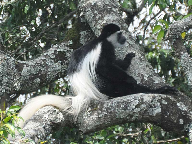 A Black-and-white Colobus monkey rests in a tree in Arusha National Park