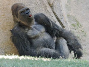 gorilla at San Diego Zoo 