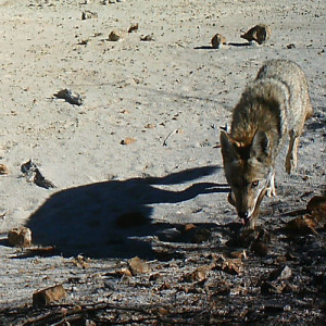 Coyote walking