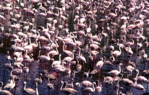 Dense crowd of Lesser Flamingos in lake.