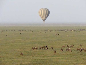 Aerial view of balloon over wildebeest, Serengeti Plain