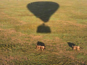 Aerial view of wildebeest and balloon shadow on Serengeti Plain