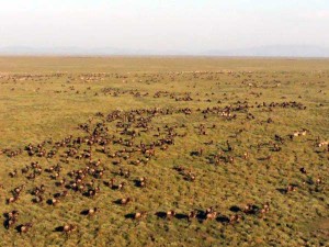 Aerial view of wildebeest herd
