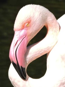 Close-up of Greater Flamingo head.