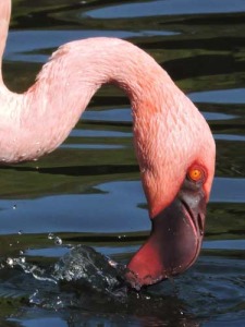 Close-up of Lesser Flamingo head