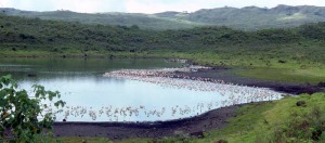 Lake Momella in Tanzania with dense fringe of flamingos