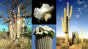 Photo of baobab and saguaro plants, with insets showing their flowers